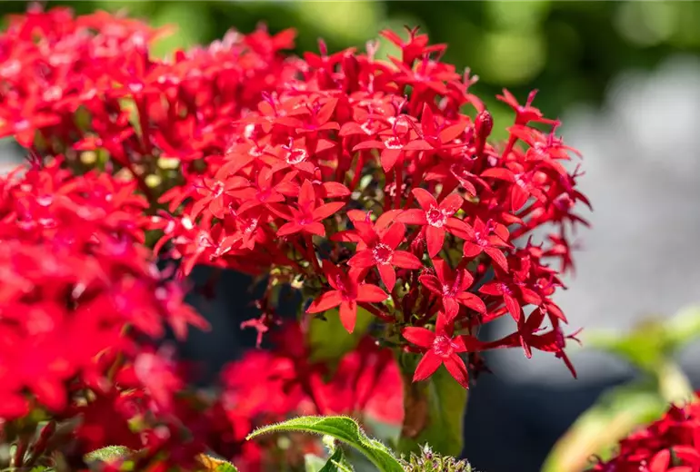 Pentas lanceolata, rot