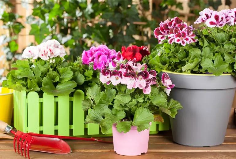 Pelargonium grandiflorum