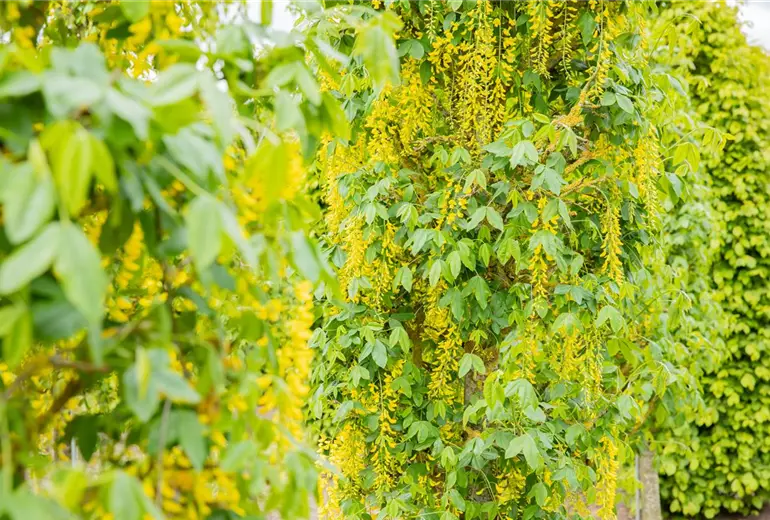 Laburnum anagyroides 'Fastigiata'