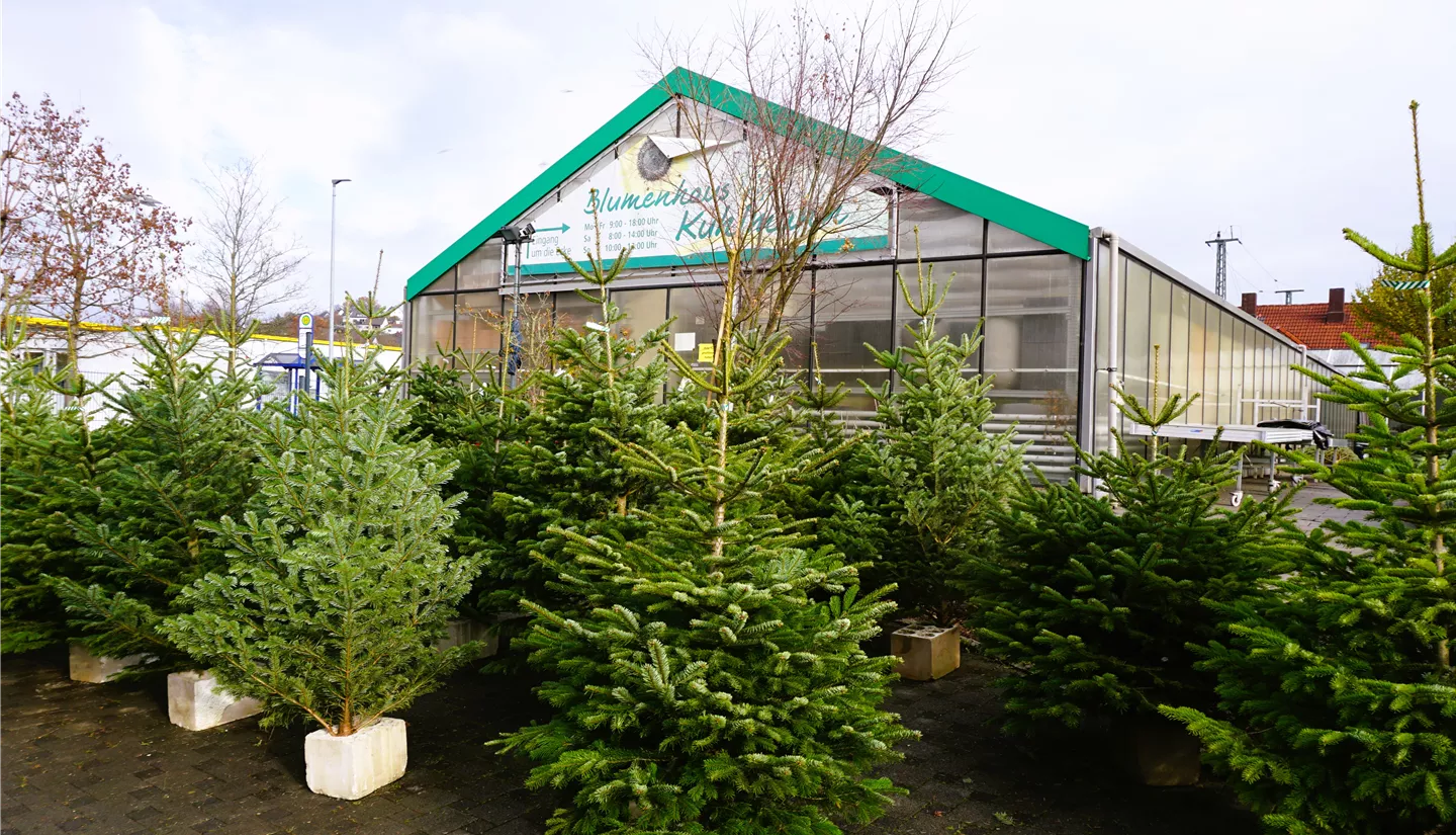 S6 2022-11-27 BK W-Baeume (1).JPG