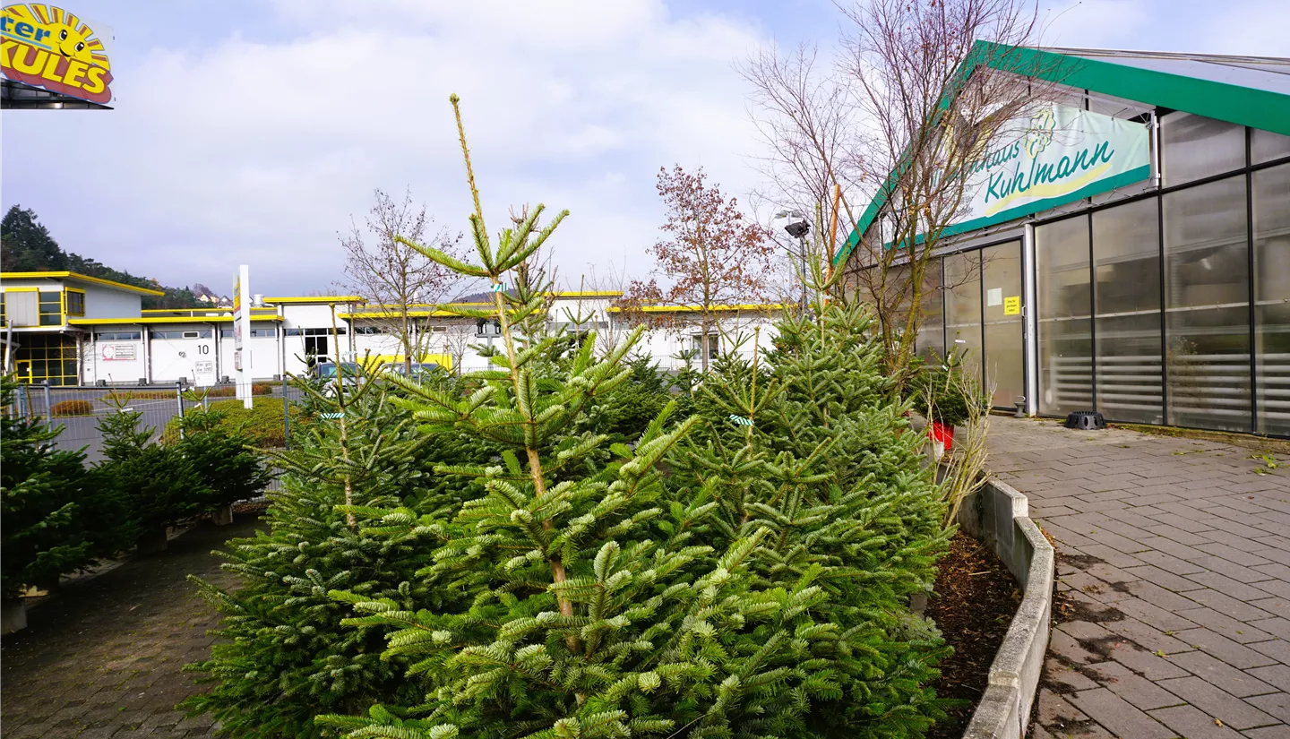 S6 2022-11-27 BK W-Baeume (3).JPG