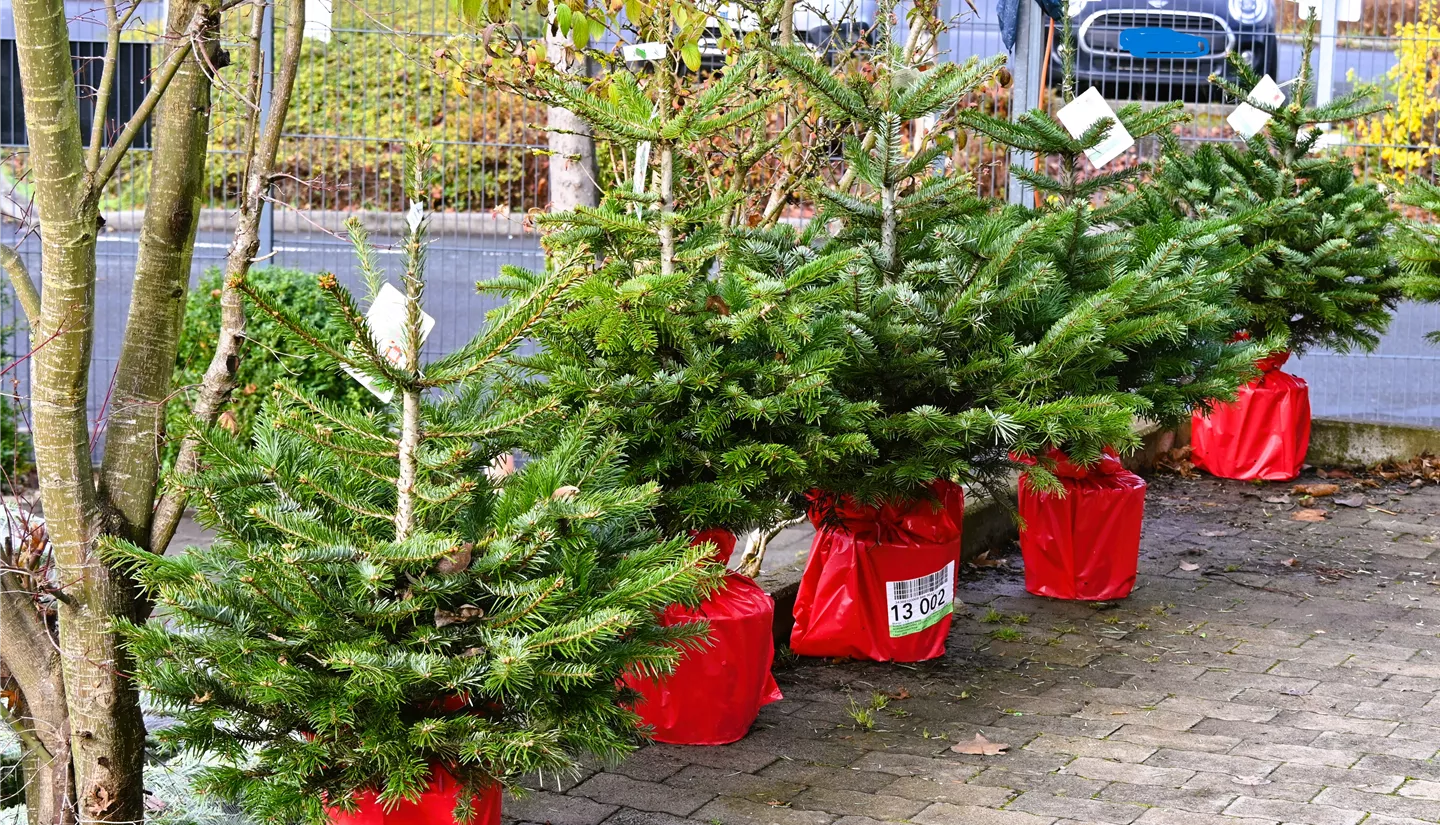 Z7 2022-11-26 BK W-Baeume (16).JPG