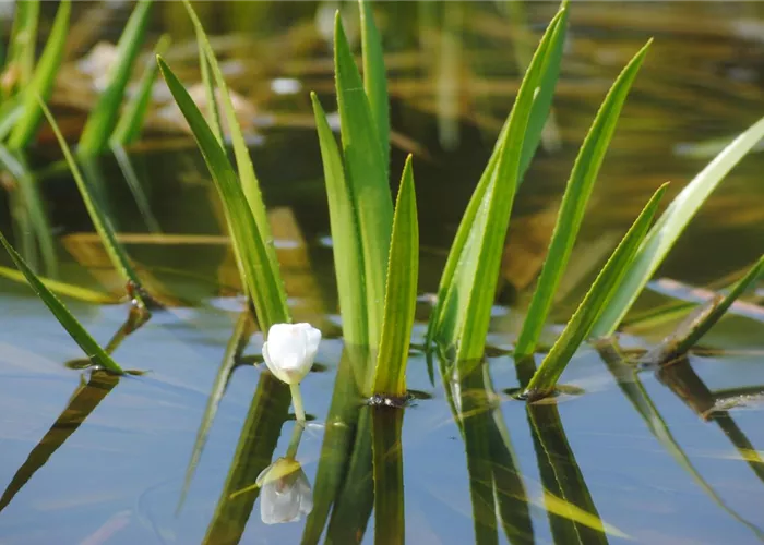 So machen Sie Ihren Miniteich winterfit  So machen Sie Ihren Miniteich winterfit