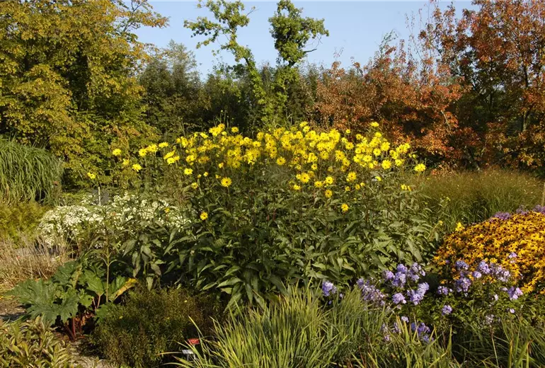 Helianthus atrorubens