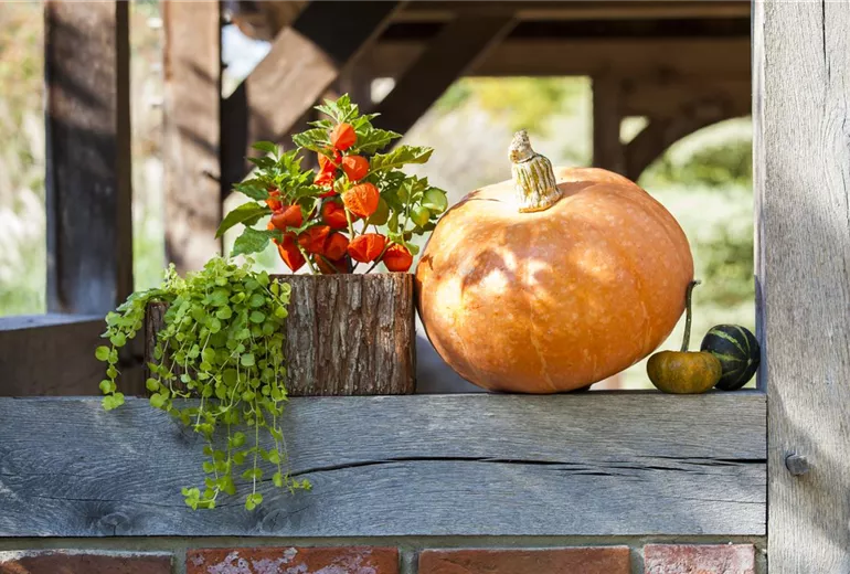 Cucurbita maxima