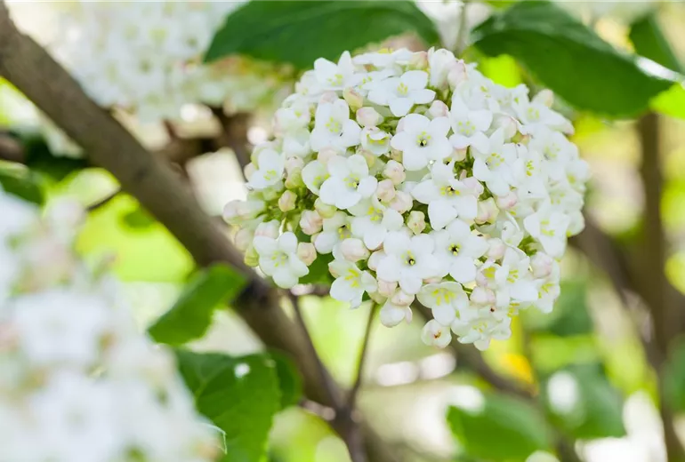Viburnum carlcephalum