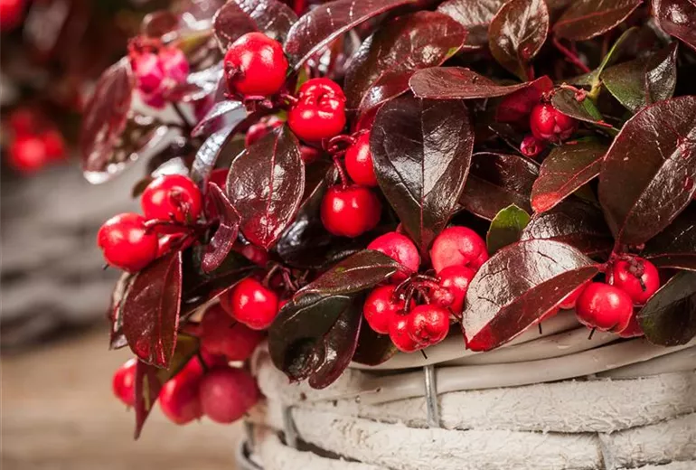 Gaultheria