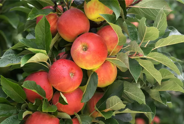 Malus domestica 'Elstar'