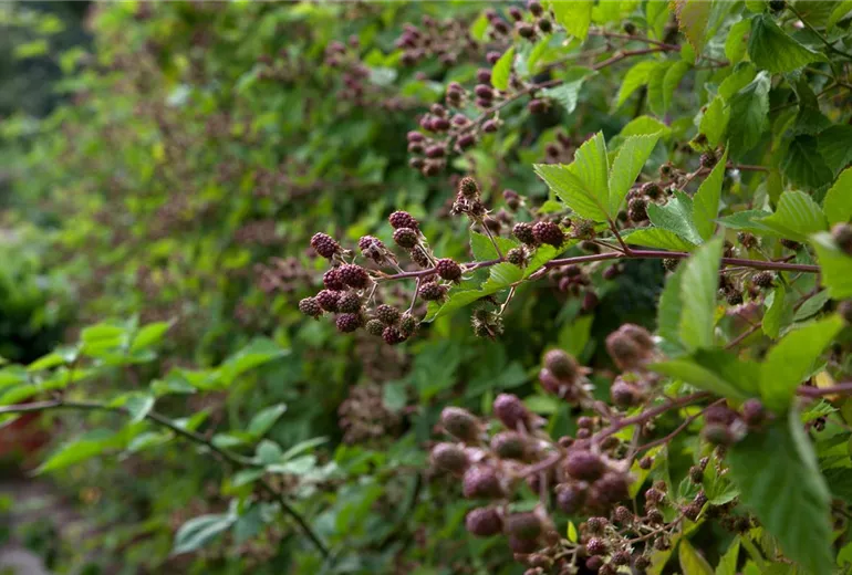 Rubus fruticosus